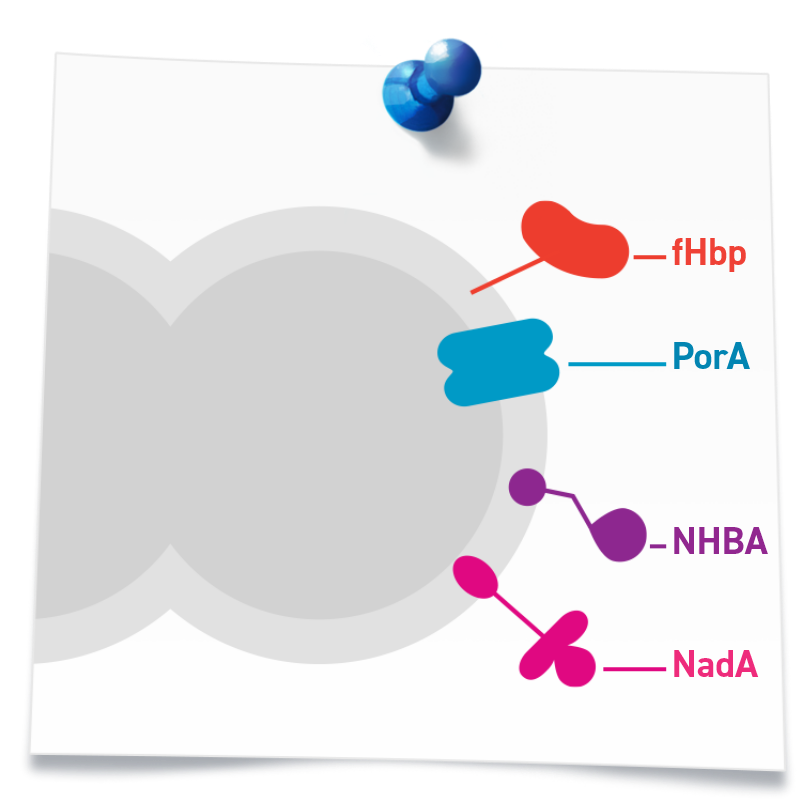 Four antigenic components: fHbp, PorA, NHBA, and NadA.