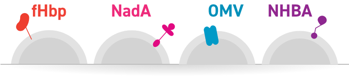 Four antigenic components: fHbp, NadA, PorA, and NHBA Antigenic Components